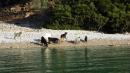 Goats on the beach at Kucuk Kuyruk