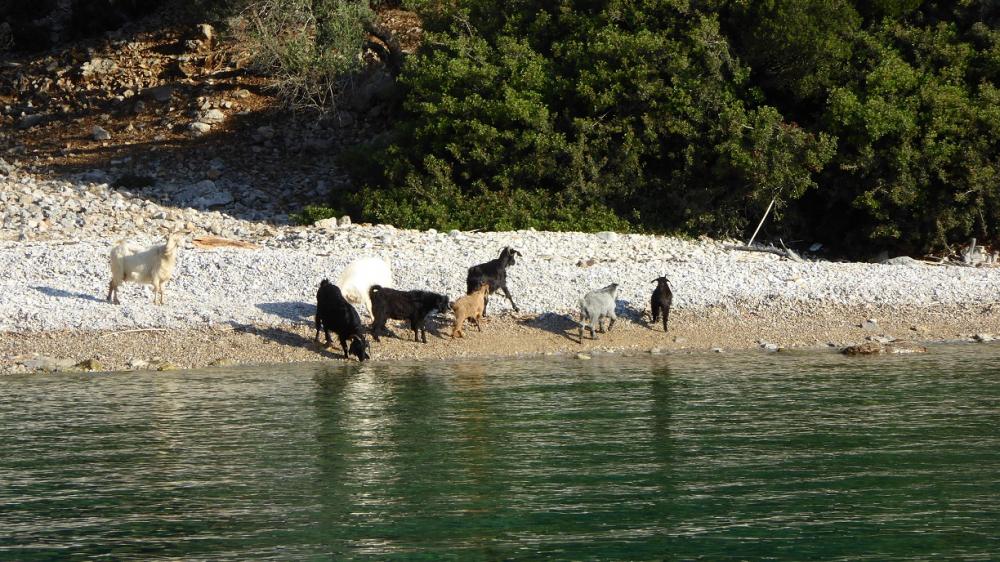 Goats on the beach at Kucuk Kuyruk