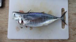 Does anyone know what type of fish this is?: It is a tuna like fish with white flesh. Smooth bluish skin with no scales.