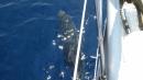 Dolphins off the bow