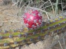 Cactus on Isla Espiritu Santo