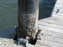 Floating docks deal with the tides.  Evidence of all that lives on the pilings at low tide. 