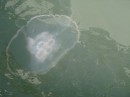 Southern Moon Jellyfish - many were in our slip - about 20 - ranging in size from 6 inches to about 20 inches across.  They can provide a mild sting.  