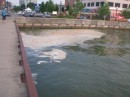 Interesting white foam on Lake Erie; bacterial or chemical?  