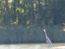 Heron are pretty common - unfortunately we did not get a photo of the Bald Eagle that few right over our heads as we bicycled back to the marina. 