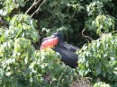 Male frigate bird ballooned up to impress the girls.