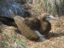 Brown booby on eggs