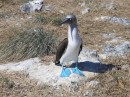 Blue footed booby. 