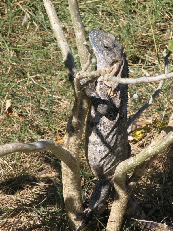 Female iguana