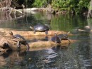 Ornate Slider Jicotea Turtles on Rio Tovara near La Tovara Springs.