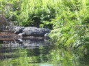 Largest Crocodile we saw on Rio Tovara near the Cocodrilario (Crocodile sanctuary)