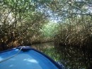 Mangroves on Rio Tovara