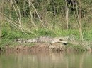 This croc sunning on the bank with 4 or 5 of his friends along the river Estero de San Cristobal.