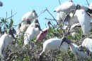 The pink bird in the middle of the Wood storks is a Roseate Spoonbill