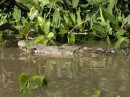 Crocodile along the river Estero de San Cristobal.