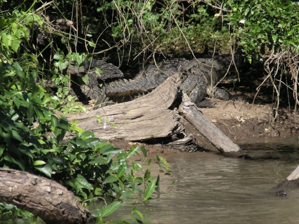 Huge Crocodile everywhere along the river Estero de San Cristobal.