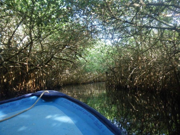 Mangroves Rio Tovara tour
