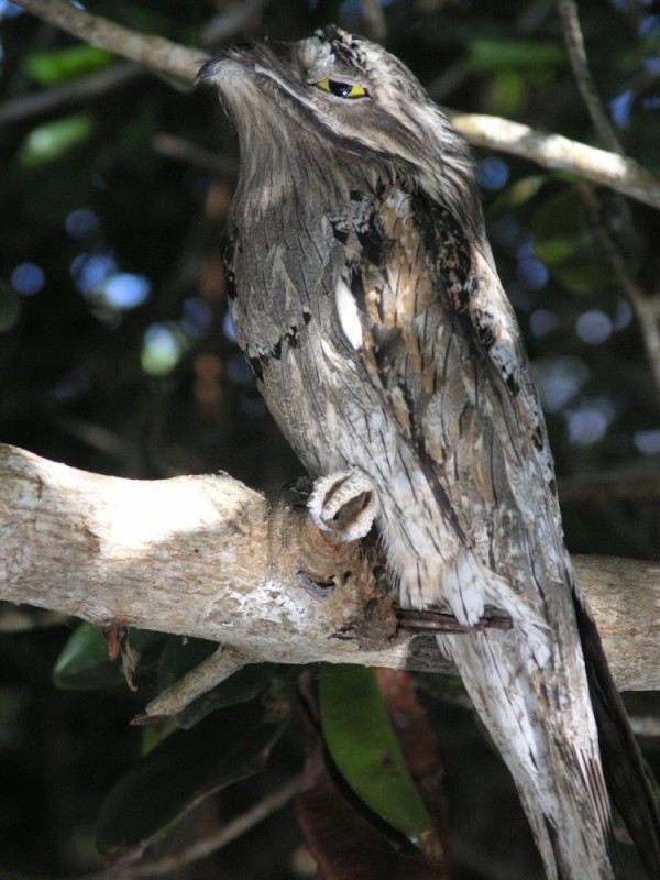 Northern Potoo Owl