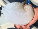Paper Nautilus found on the beach intact!