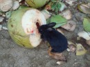 Did not know bunnies ate coconut...