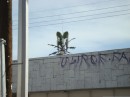Palm on the roof?? Really