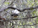 "Constant Motion" NZ Fantail hovers briefly