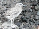 Camoflauge baby gull