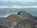 Gannet Colony, Murawai Beach, North Island