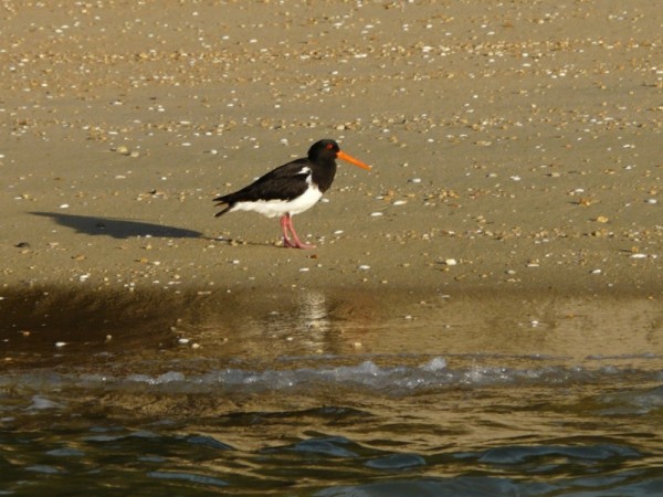 Pied Oystercatcher- reflections