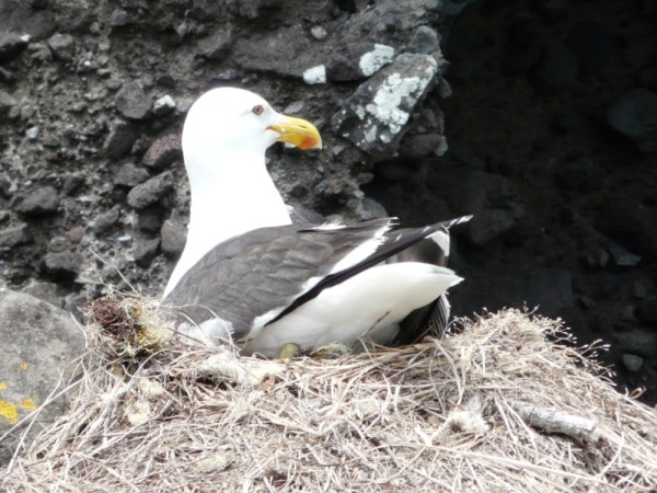 Nesting Seagull, Whangaroa Harbour, North Island