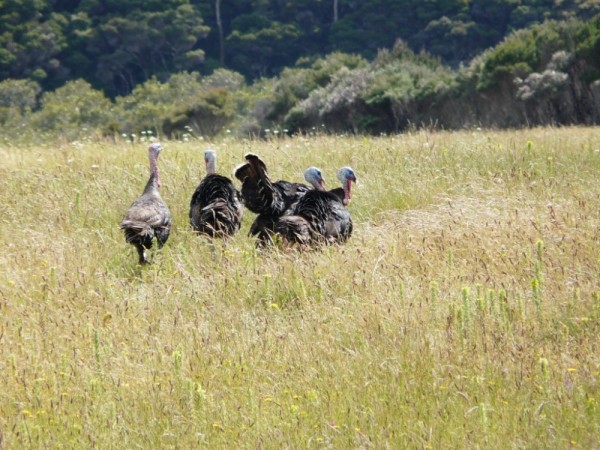 Wild Turkeys, North Island