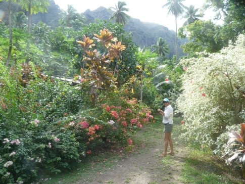The hike starts along the road through the old village. Stunning gardens, and mangoes to feast on!