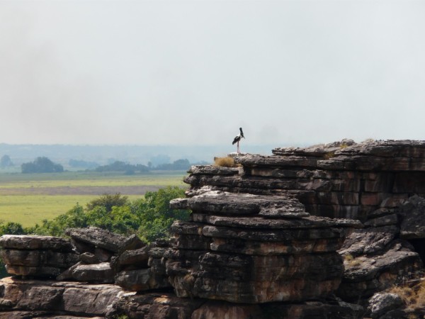 Jabiro stands on guard atop one of the stack rocks near the artsite