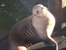 Sea Lion, at Santa Cruz Fisherman Wharf- no shortage of sea lions on the californian coast!
