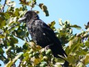 Raven sits in a fig tree- enjoying the fruit