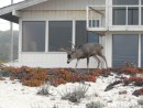Blacktail Deer 17 Mile Drive, California