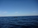 Humpbacks off the port side