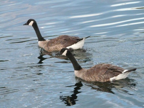 Canadian Geese at Squirrel Cove, BC