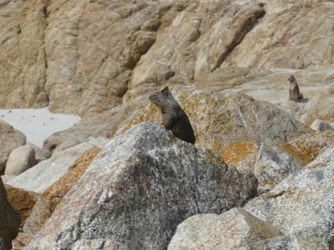 Squirrel Lookout, near Monterey