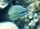 Moray eel having his ears cleaned by the wee cleaning wrasse