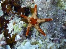 Starfish of every colour
