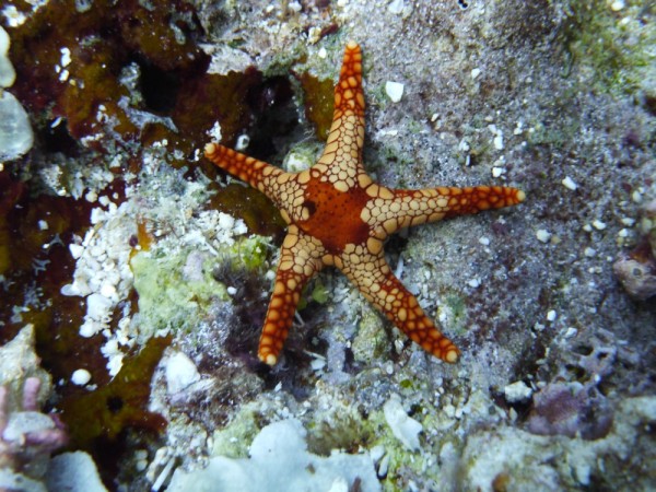 Starfish of every colour