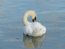 Steveston swans