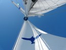 sailing bluebird