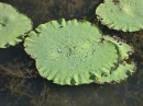 water lily- they are totally water proof