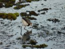 Walking on water? Comb crested Jacana makes it look easy