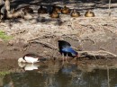 Many birds come to the billabong - a great source of water.