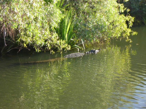 4 meter croc- maybe 30 years old