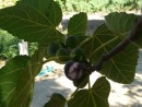 Figs!