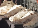 You can even buy your own croc skull- Michael wanted to hang one up in our cabin...noooo!